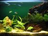 домашний аквариум фото..