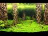 На лучший дизайн аквариума International Aquatic Plant Layout Конкурс..