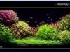 На что обратить внимание при создании аквариума "травника"..
