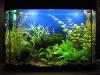 03 Январь 2011...  Миниатюры. wernl. зарегистрируйтесь. Аквариум